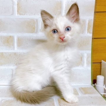 ラグドール【東京都・女の子・2023年9月27日・ブルーポイント】の写真「♡ラグドール　ブルーポイントの女の子♡」