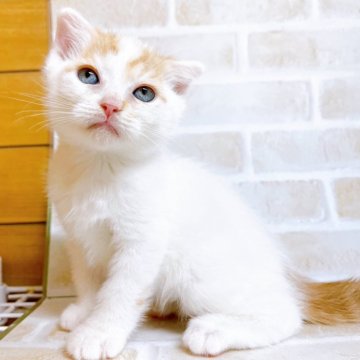 スコティッシュフォールド(立ち耳)【東京都・男の子・2023年11月13日・レッド&ホワイト】の写真「♡垂れ耳スコ　レッド＆ホワイトの男の子♡」