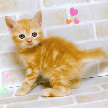 マンチカン(長足)【東京都・女の子・2024年5月12日・レッドタビー】の写真「♡足長マンチカン　レッドタビーの女の子♡」