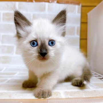 ラグドール【東京都・女の子・2023年10月19日・シールポイント】の写真「♡ラグドール　シールポイントの女の子♡」