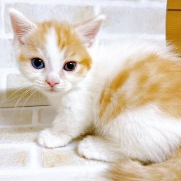 マンチカン(短足)【東京都・男の子・2023年10月21日・レッド&ホワイト】の写真「♡短足マンチカンのレッド＆ホワイト男の子♡」