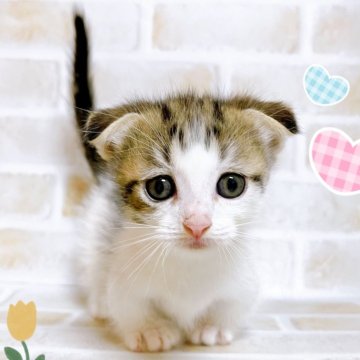 マンチカン(短足)【東京都・男の子・2024年7月20日・ブラウン&ホワイト】の写真「♡垂れ耳短足マンチ　ブラウン＆ホワイトの男の子♡」