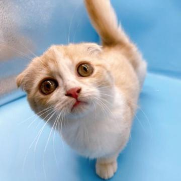 マンチカン(短足)【東京都・男の子・2022年10月18日・クリームタビー&ホワイト】の写真「♡耳折れ短足マンチカンの男の子♡」