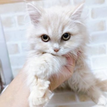 サイベリアン【東京都・男の子・2023年10月1日・クリームタビー】の写真「♡サイベリアン　クリームタビーの男の子♡」