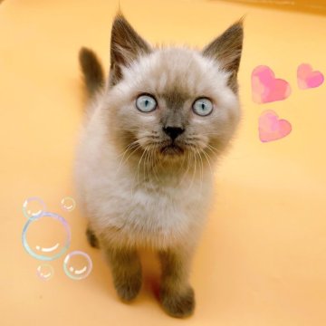 ブリティッシュショートヘア【東京都・男の子・2024年4月14日・ブルーポイント】の写真「♡ブリティッシュ　ブルーポイントの男の子♡」