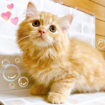 ミヌエット(短足)【東京都・女の子・2024年7月13日・レッド】の写真「♡ 短足ミヌエット　レッドの女の子♡」