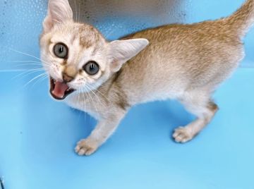 シンガプーラ【東京都・女の子・2022年3月15日・セピアグーティー】の写真「♡♡お目目くりくり美人シンガプーラちゃん♡♡」