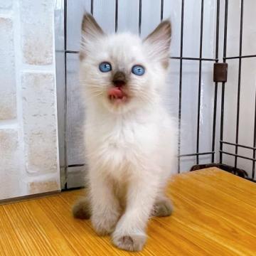 ラグドール【東京都・女の子・2022年9月20日・シールポイント】の写真「♡♡シールポイントラグドールの女の子♡♡」