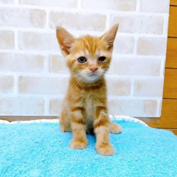 マンチカン(長足)【東京都・女の子・2022年6月1日・レッドタビー】の写真「♡♡マンチカン長足レッドタビーの女の子♡♡」