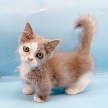 マンチカン(短足)【東京都・男の子・2022年5月20日・ブルータビー&ホワイト】の写真「♡♡ブルータビー＆ホワイトのマンチカン♡♡」