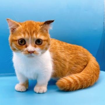 マンチカン(短足)【東京都・女の子・2022年7月14日・レッドタビー&ホワイト】の写真「♡♡レッドタビー&ホワイト短足マンチカン女の子♡♡」