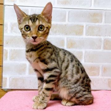 ベンガル【東京都・女の子・2022年9月12日・ブラウンスポテッドタビー(ロゼット)】の写真「♡♡ブラウンスポテッドタビーベンガル女の子♡♡」