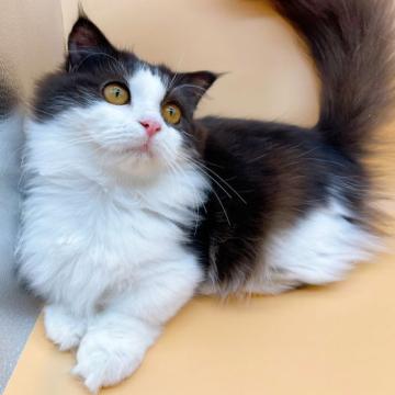 マンチカン(短足)【東京都・男の子・2022年5月20日・ブラック&ホワイト（ロング）】の写真「♡♡長毛短足マンチカンの男の子♡♡」