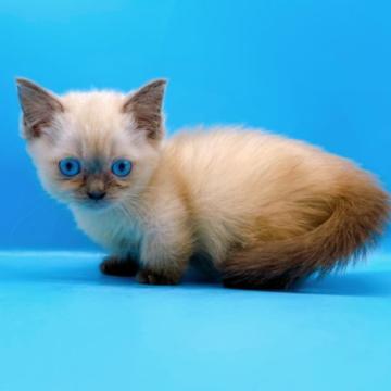 マンチカン(短足)【東京都・女の子・2022年5月20日・ブルーポイント】の写真「♡♡ブルーポイントのマンチカン女の子♡♡」