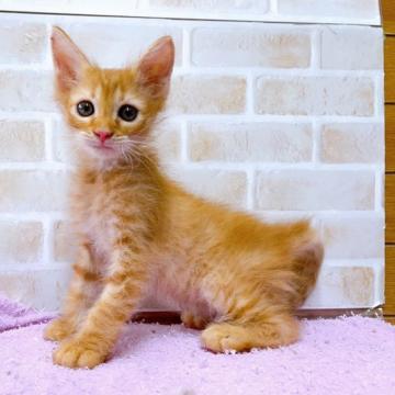 スクーカム【東京都・男の子・2022年6月30日・レッド】の写真「足長タイプのスクーカム」