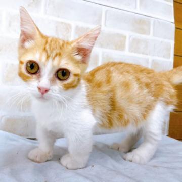 マンチカン(短足)【東京都・女の子・2022年5月4日・レッド&ホワイト】の写真「♡♡レッド&ホワイトのマンチカン短足女の子♡♡」