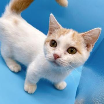 マンチカン(短足)【東京都・男の子・2022年7月14日・レッドタビー&ホワイト】の写真「♡♡レッドタビー&ホワイトの短足マンチカンくん♡♡」