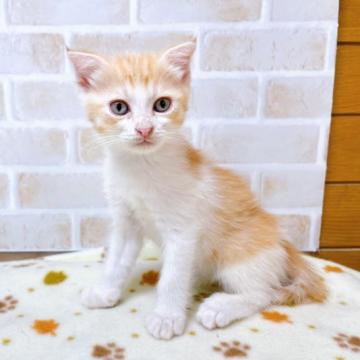 マンチカン(長足)【東京都・女の子・2022年5月2日・レッド&ホワイト】の写真「♡♡レッド&ホワイトのマンチカン長足女の子♡♡」