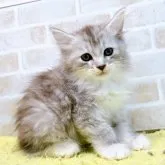 サイベリアン【東京都・女の子・2023年4月9日・シルバー&ホワイト】の写真1