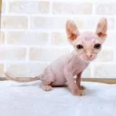 スクーカム【東京都・女の子・2022年5月17日・クリーム】の写真1