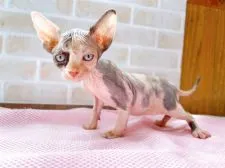 スフィンクス【東京都・女の子・2022年4月25日・キャリコ】の写真1