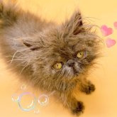 エキゾチックロングヘア