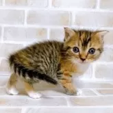 スコティッシュフォールド(立ち耳)【東京都・女の子・2023年12月14日・ブラウンタビー】の写真1