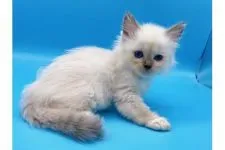 ラグドール【東京都・女の子・2021年10月12日・ポイント系】の写真1