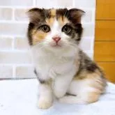 スコティッシュフォールド(折れ耳)【東京都・女の子・2022年8月5日・キャリコ】の写真1