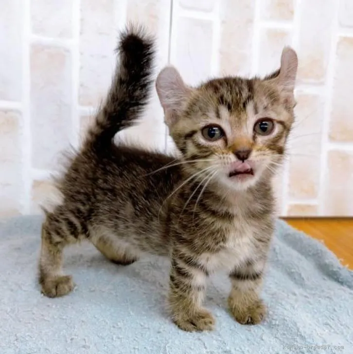 ID:2211-00244の子猫