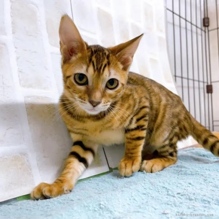 ID：2210-01102の子猫