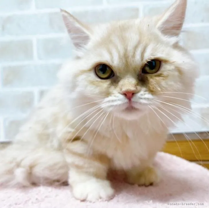 ID:2211-01570の子猫