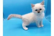 ラグドール【東京都・女の子・2021年10月12日・ポイント系】の写真2