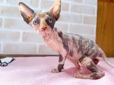 スフィンクス【東京都・女の子・2022年4月25日・キャリコ】の写真2