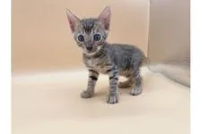 トイガー【東京都・男の子・2021年10月31日・ブラウンマッカレルタビー】の写真2