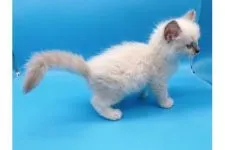 ラグドール【東京都・女の子・2021年10月12日・ポイント系】の写真3