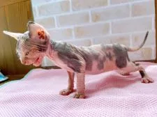 スフィンクス【東京都・女の子・2022年4月25日・キャリコ】の写真4