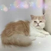 ミヌエット(短足)【東京都・女の子・2025年4月5日・クリームタビー&ホワイト】の写真9