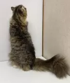 スコティッシュフォールド(折れ耳)【東京都・女の子・2025年3月13日・ブラウンパッチドタビー】の写真4