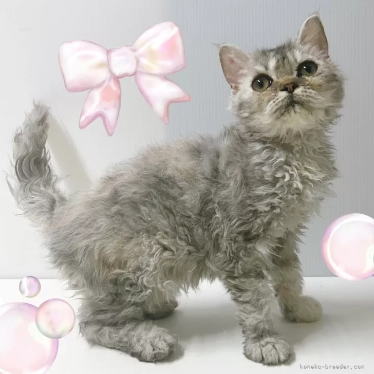 ID：2410-03215の子猫