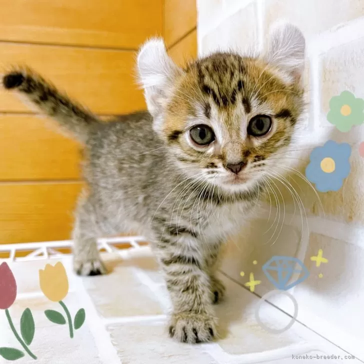 ID：2412-02069の子猫