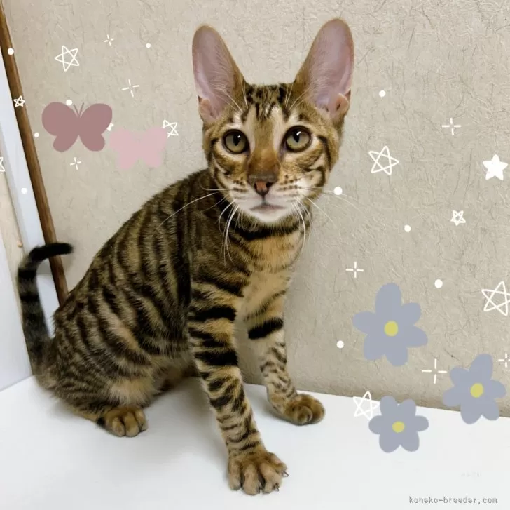 ID：2412-00899の子猫