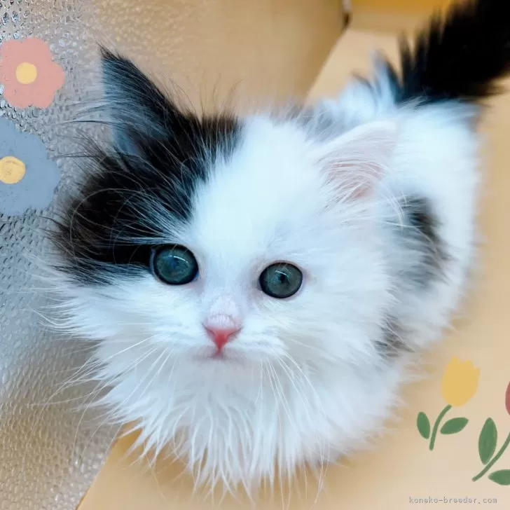 ID：2502-00458の子猫