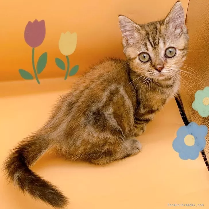 ID：2412-02217の子猫