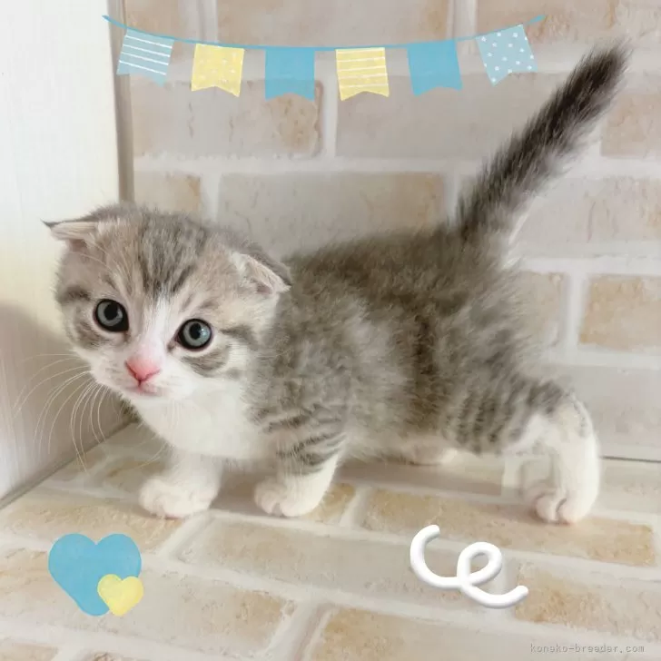 ID:2504-02155の子猫