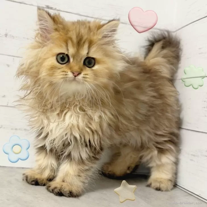 ID:2506-01515の子猫