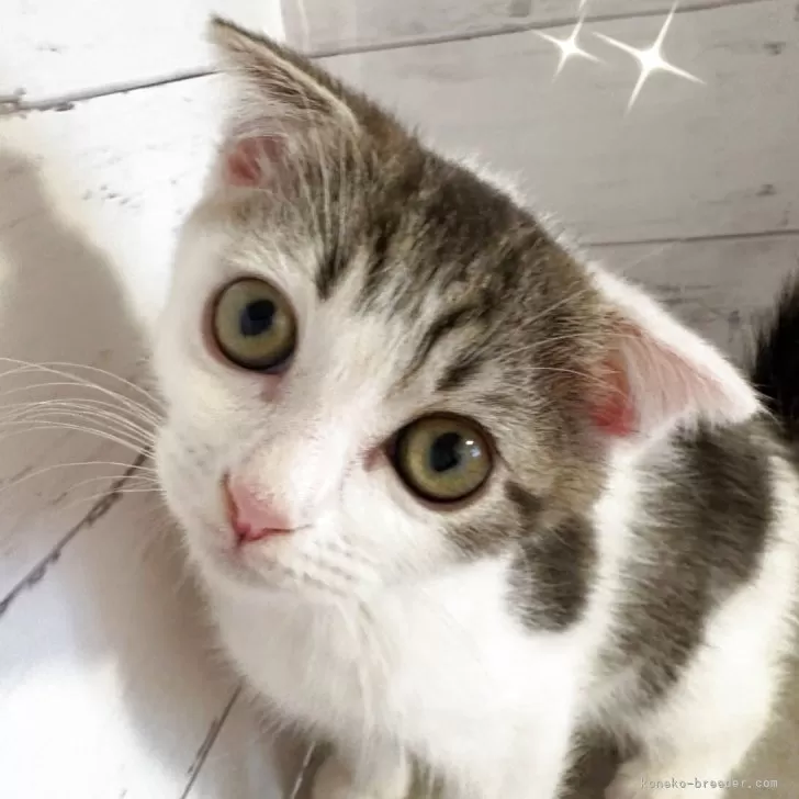 ID:2504-02157の子猫
