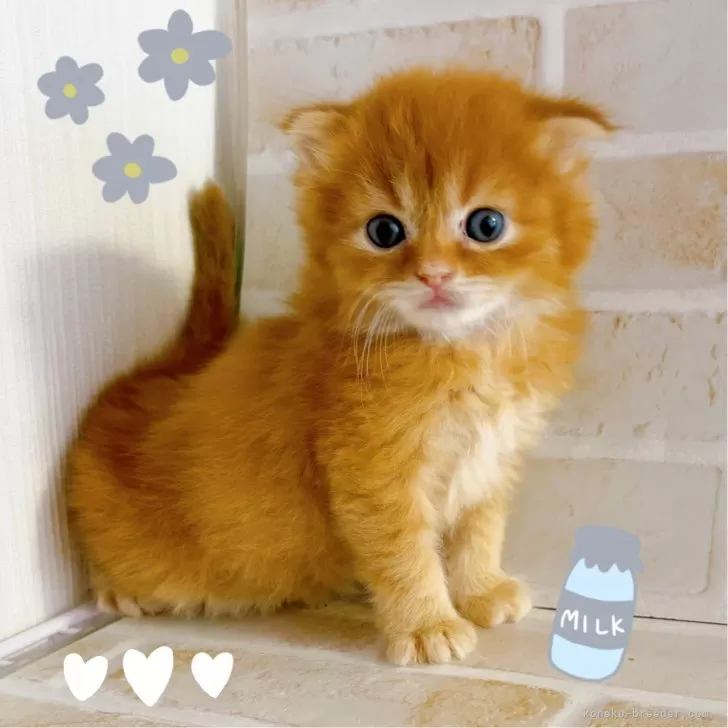 ID：2504-02121の子猫