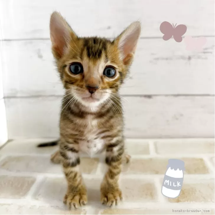 ID:2505-01130の子猫