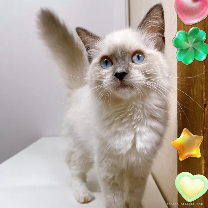 ID：2506-03579の子猫